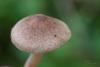 inocybe_02_t1.jpg