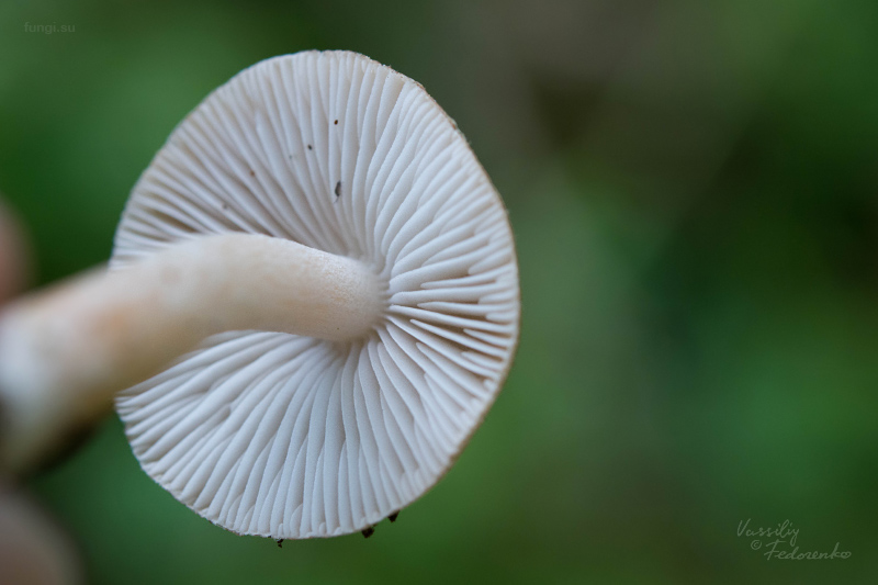inocybe_03.jpg