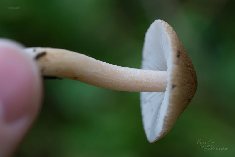 inocybe_04.jpg