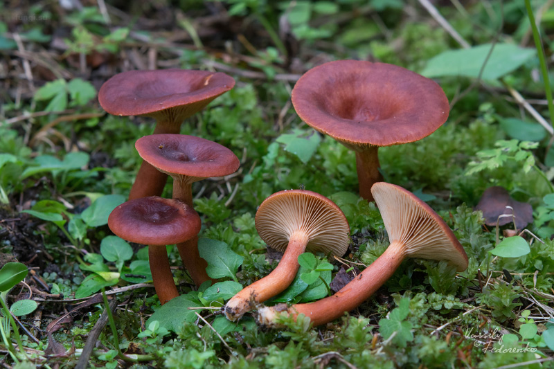lactarius-badiosanguineus_01_1.jpg
