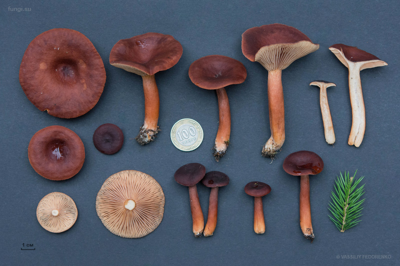 lactarius-badiosanguineus_03.jpg
