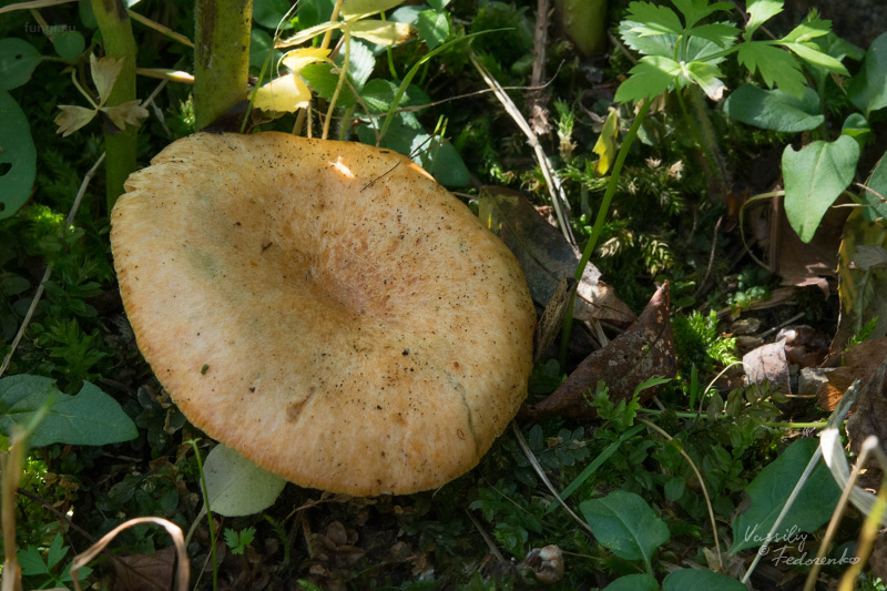 lactarius-deterrimus_01.jpg