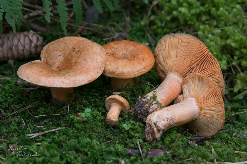 lactarius-deterrimus_01_1.jpg