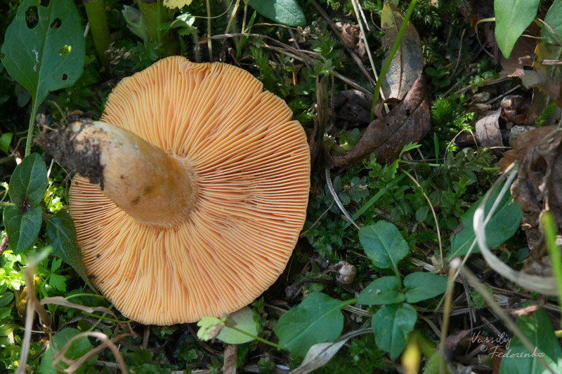 lactarius-deterrimus_02.jpg