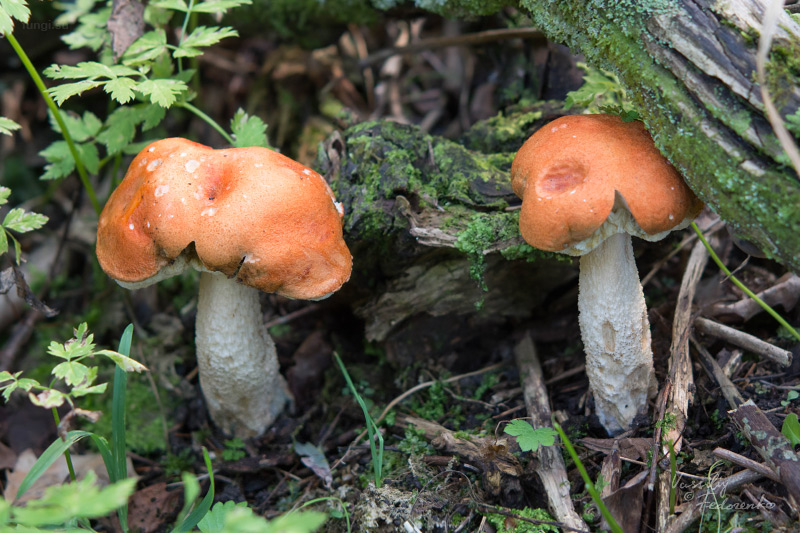 leccinum-aurantiacum_01.jpg