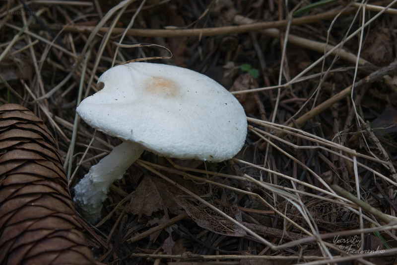 lepiota_01.jpg
