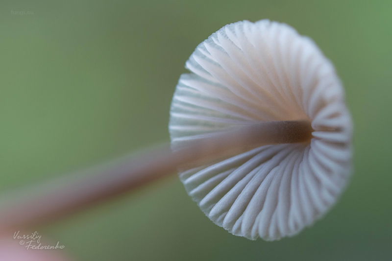 mycena-flavescens_04_1.jpg