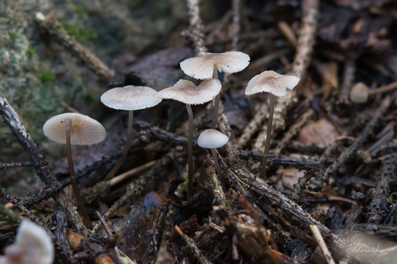 mycena-flavescens_09.jpg