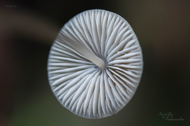 mycena-flavescens_10.jpg