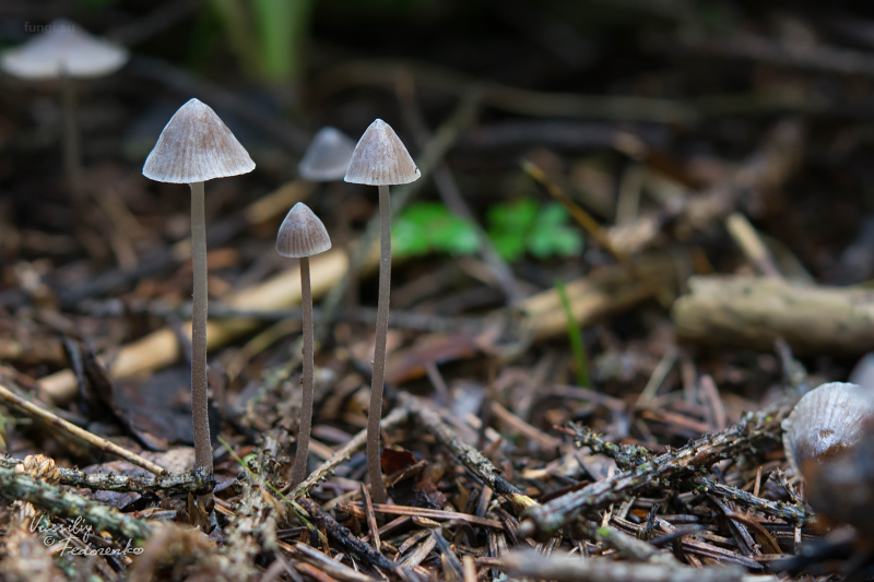mycena-flavescens_11.jpg