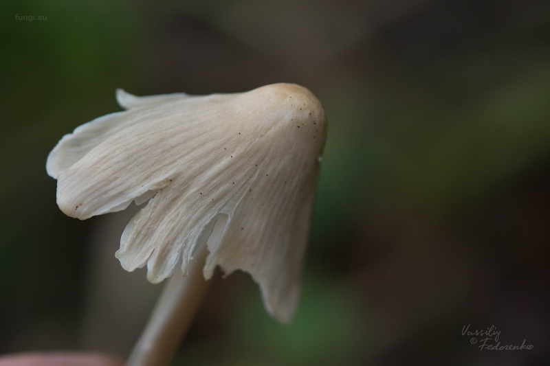 mycena-galericulata_04.jpg