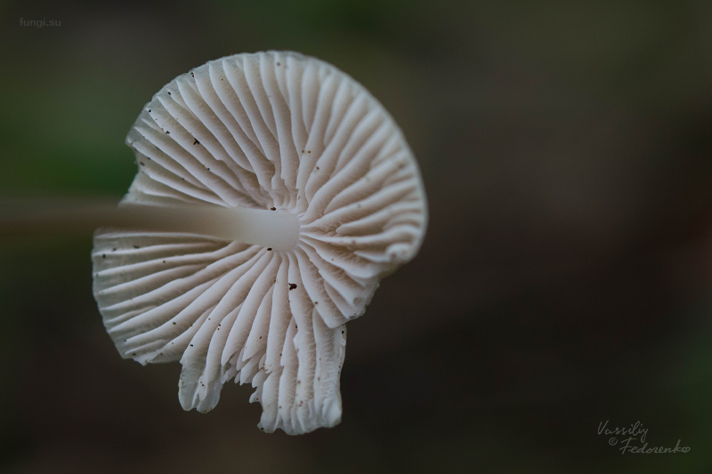 mycena-galericulata_06.jpg