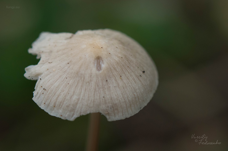 mycena-galericulata_07.jpg