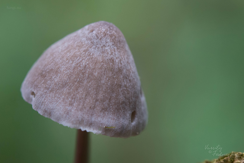 mycena-parca_04.jpg