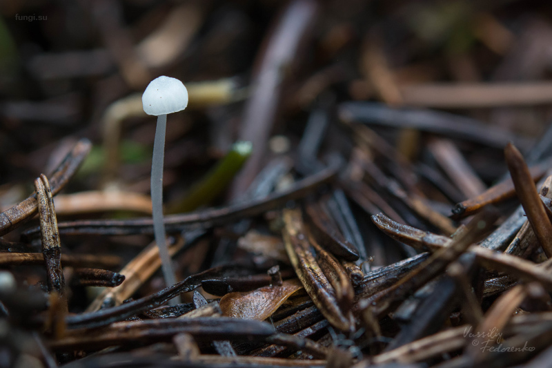 mycena_01.jpg