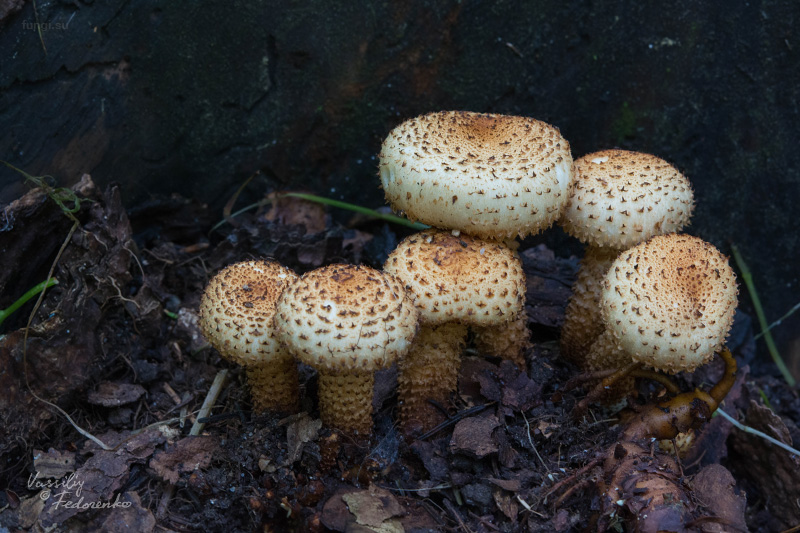 pholiota-squarrosa_02.jpg