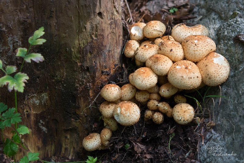 pholiota-squarrosa_03.jpg