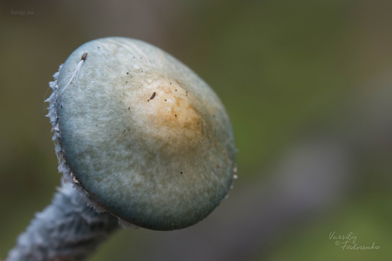 stropharia-caerulea_03.jpg