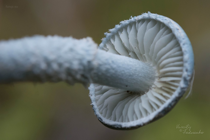 stropharia-caerulea_04.jpg