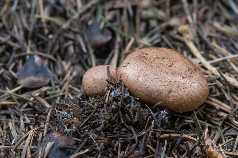 tricholoma_01.jpg
