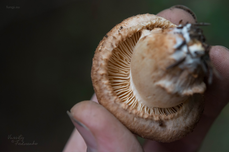 tricholoma_02.jpg
