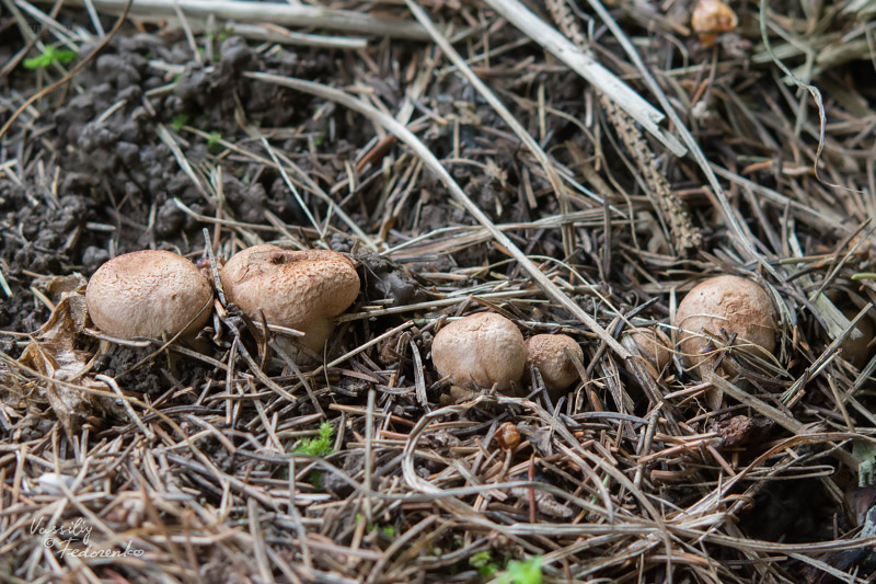 tricholoma_04.jpg