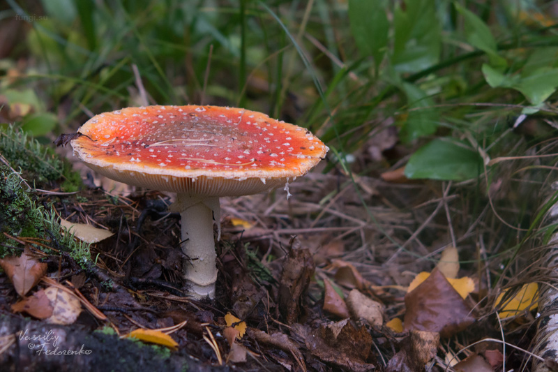 amanita-muscaria_01.jpg