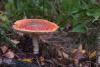 amanita-muscaria_01_t1.jpg