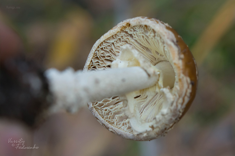 amanita-pantherina_03.jpg