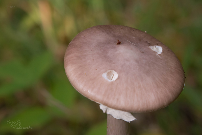 amanita-porphyria_03_1.jpg