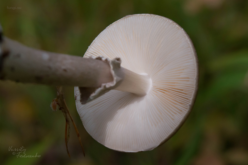 amanita-porphyria_04_1.jpg