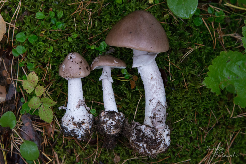 amanita-porphyria_09.jpg