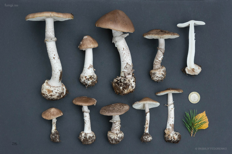 amanita-porphyria_11.jpg