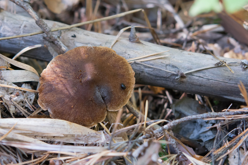 cortinarius_01.jpg