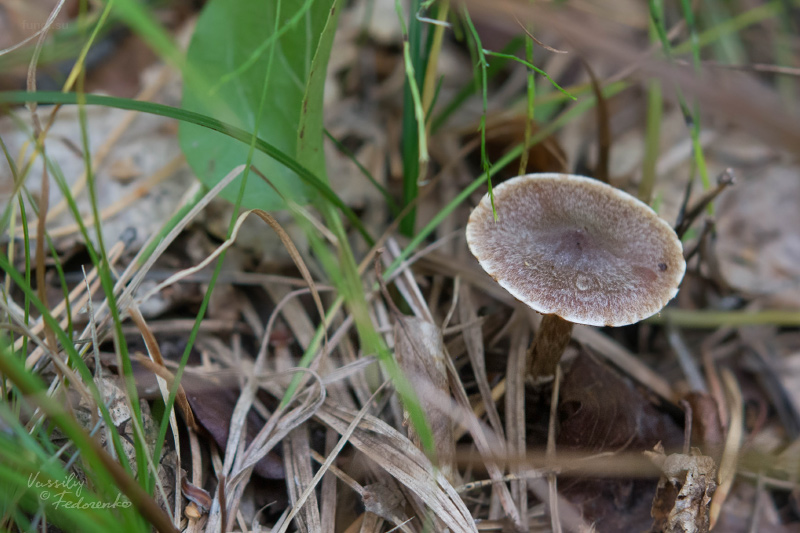 cortinarius_01_1.jpg