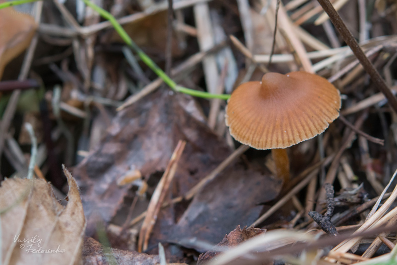 cortinarius_01_3.jpg