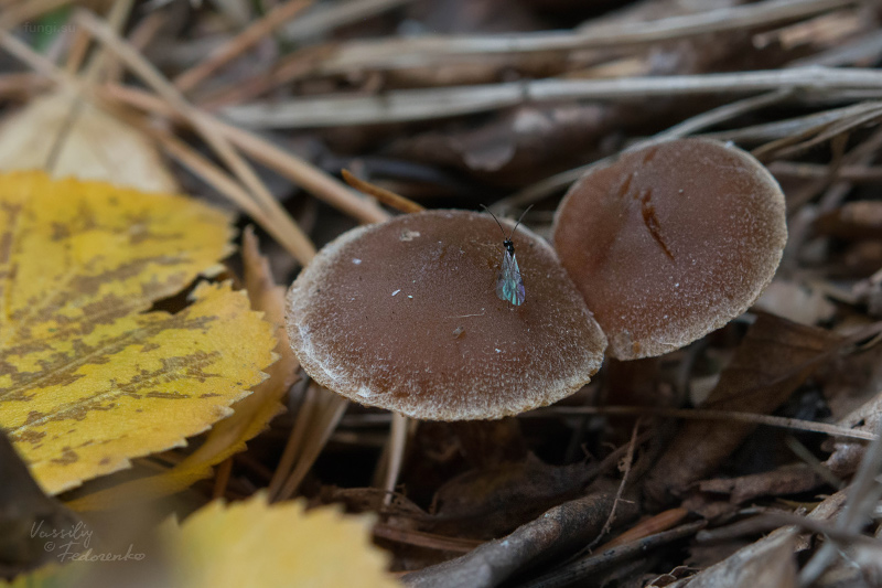cortinarius_01_4.jpg