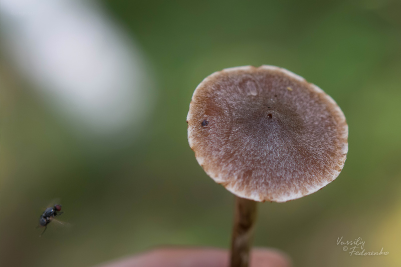 cortinarius_02_1.jpg