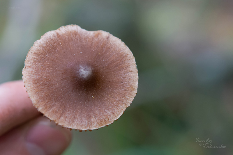 cortinarius_02_2.jpg