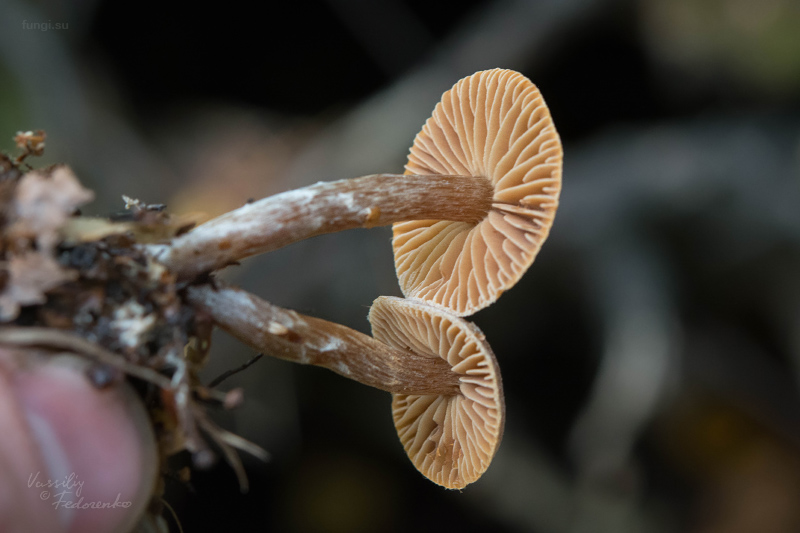 cortinarius_02_4.jpg