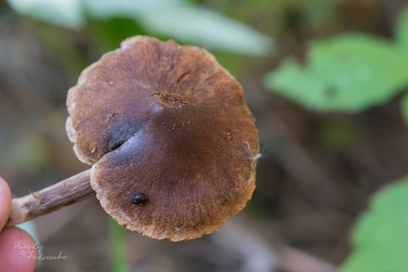 cortinarius_03.jpg