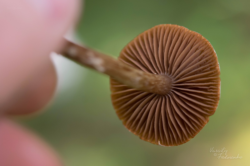 cortinarius_03_1.jpg