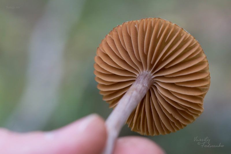 cortinarius_03_2.jpg
