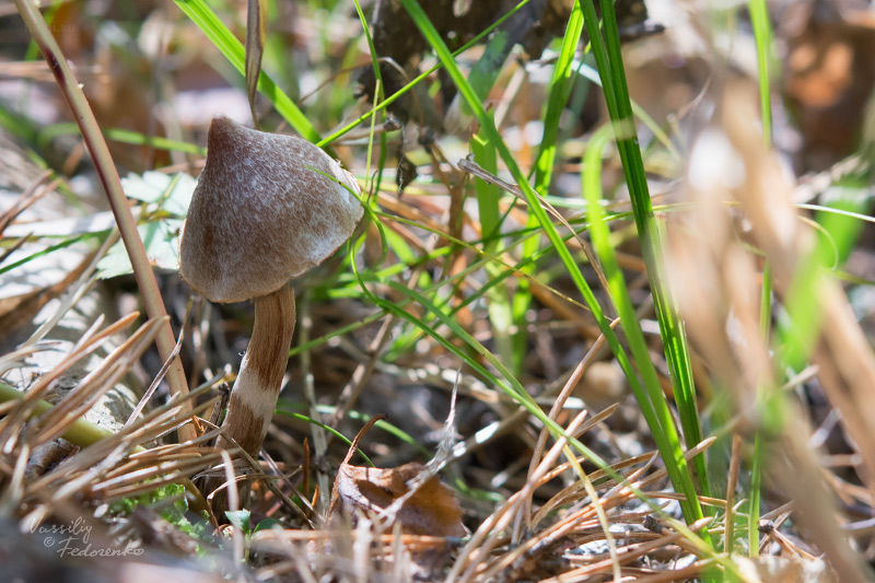 cortinarius_04.jpg