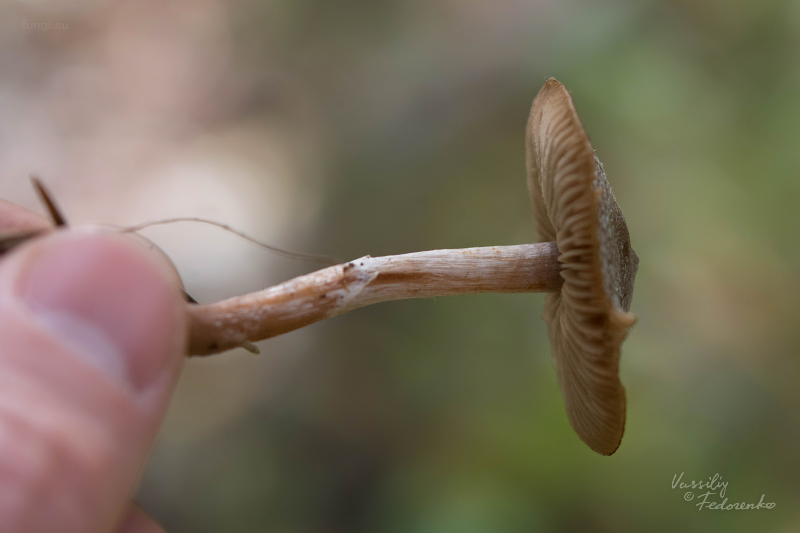 cortinarius_05_1.jpg