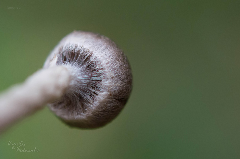 cortinarius_05_2.jpg