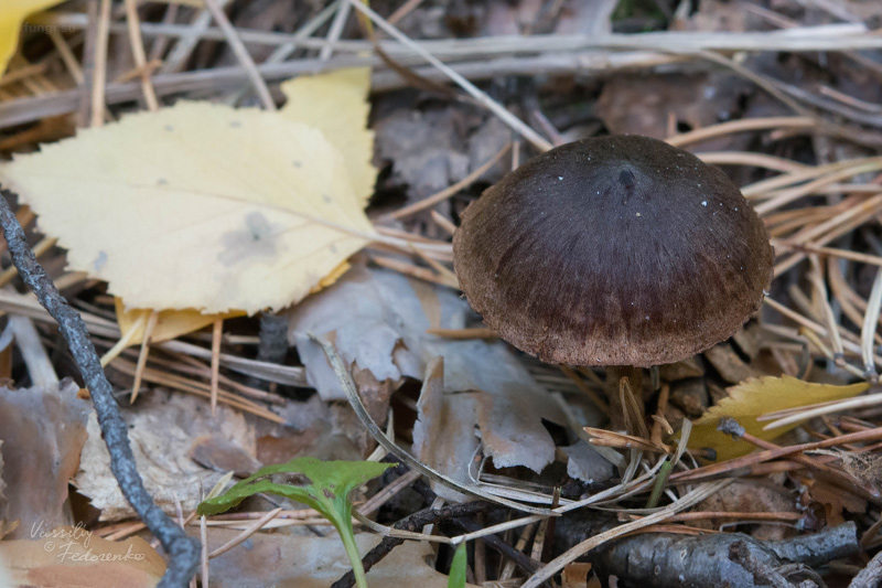 cortinarius_05_3.jpg
