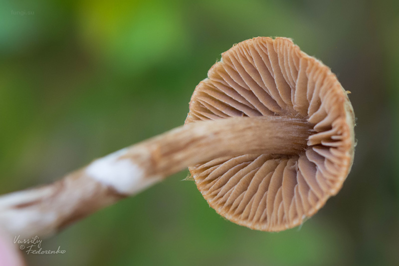 cortinarius_06.jpg