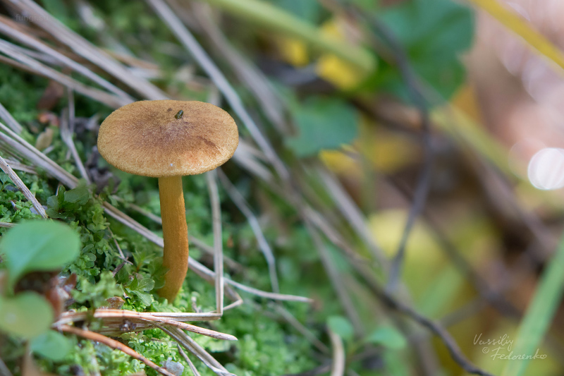 cortinarius_croceus_01.jpg