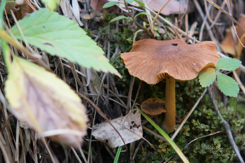 cortinarius_croceus_03.jpg
